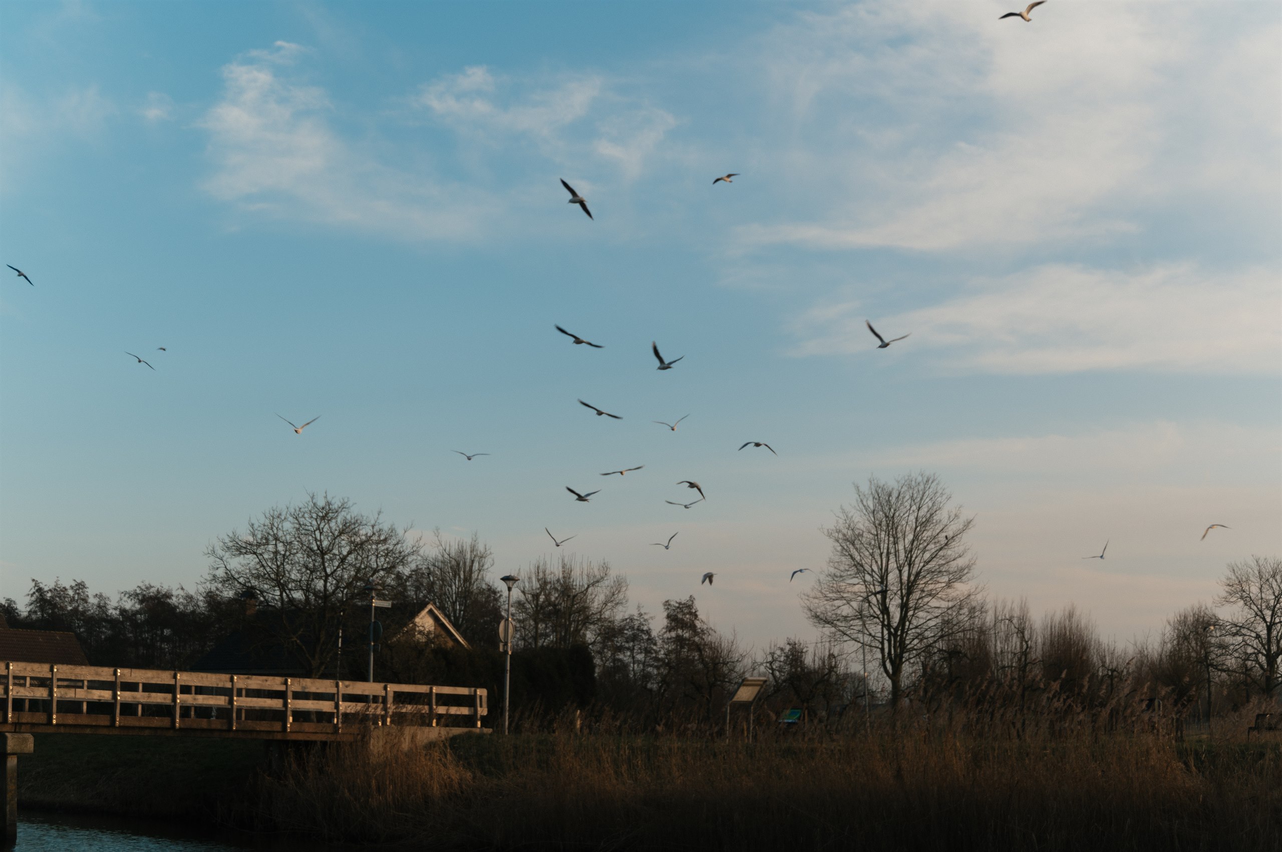 Birds circling above a marsh landscape at sunset.
