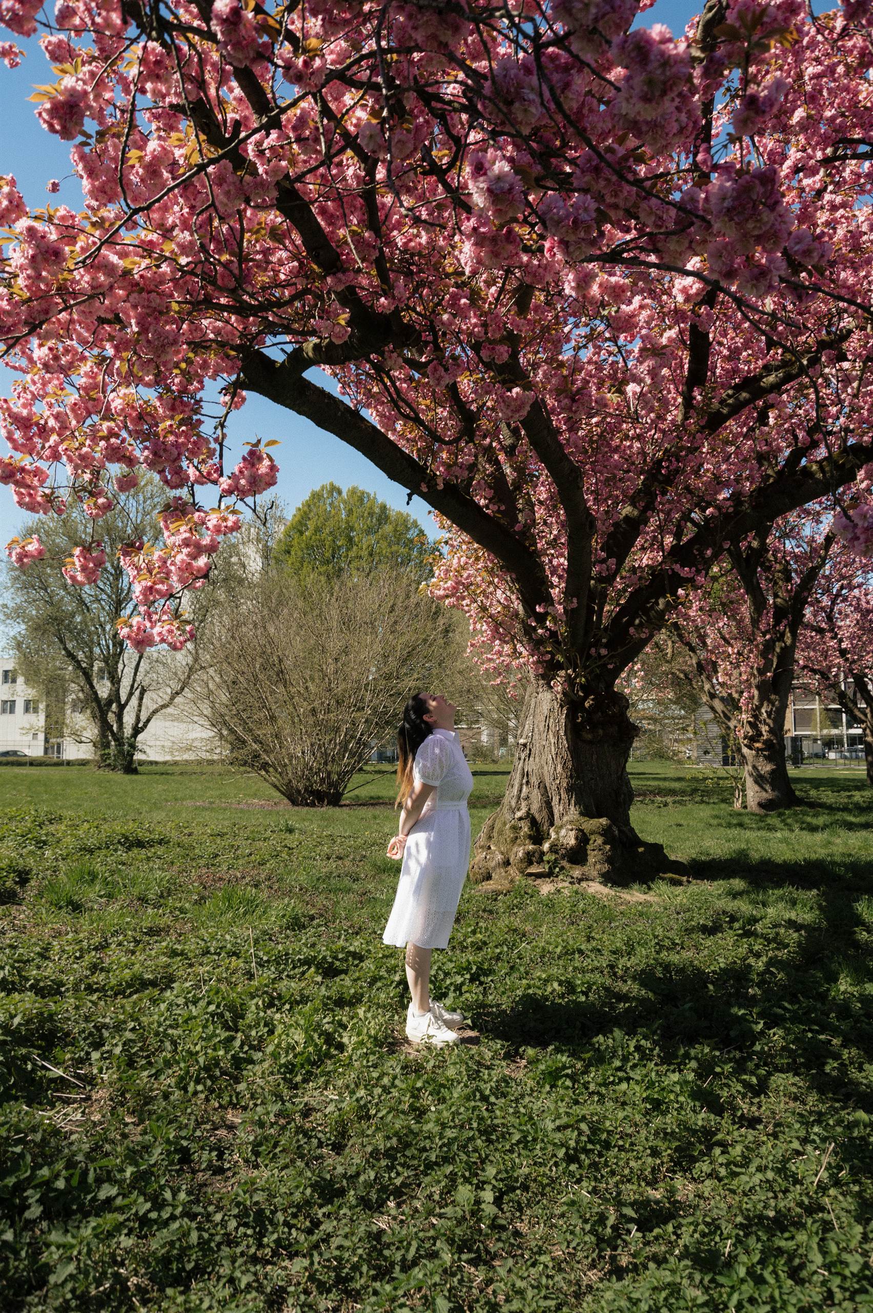 Woman standing beneath a pink blossoming tree in the park.